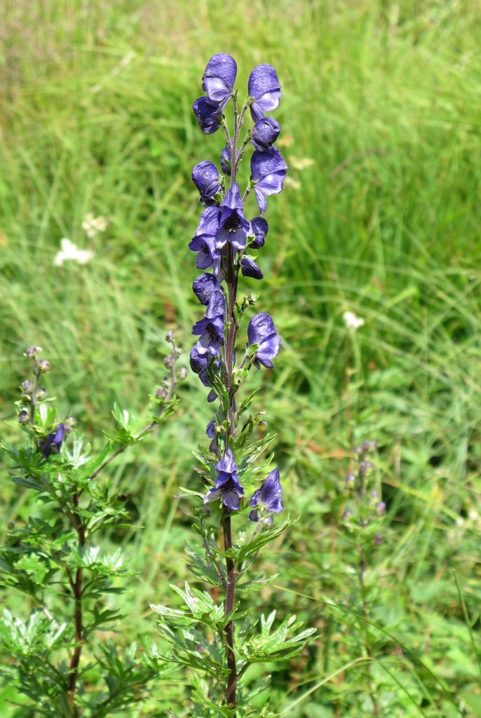 Aconitum napellus